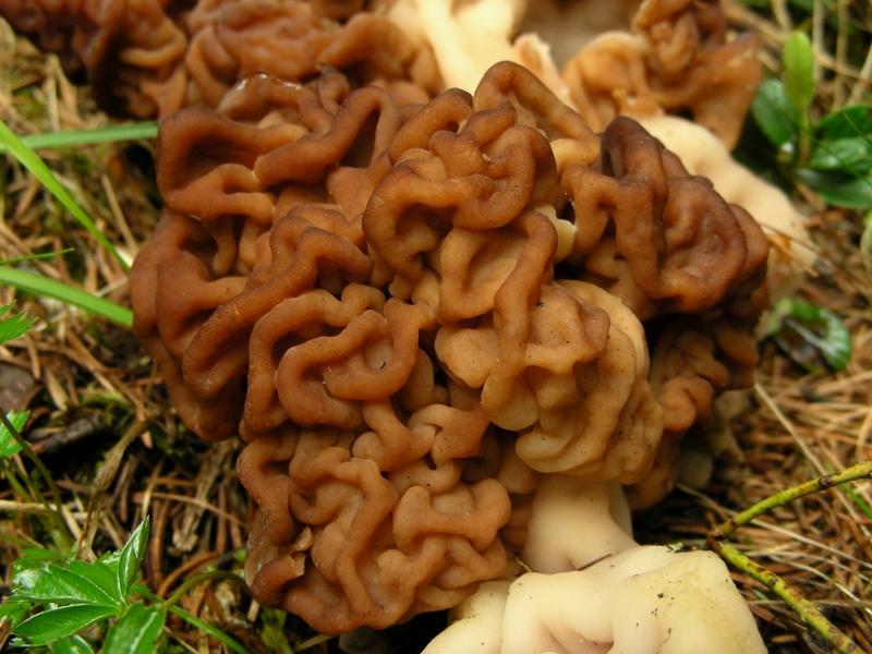 Gyromitra esculenta