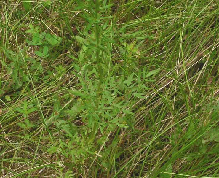 dal Trentino4 - Thalictrum sp.