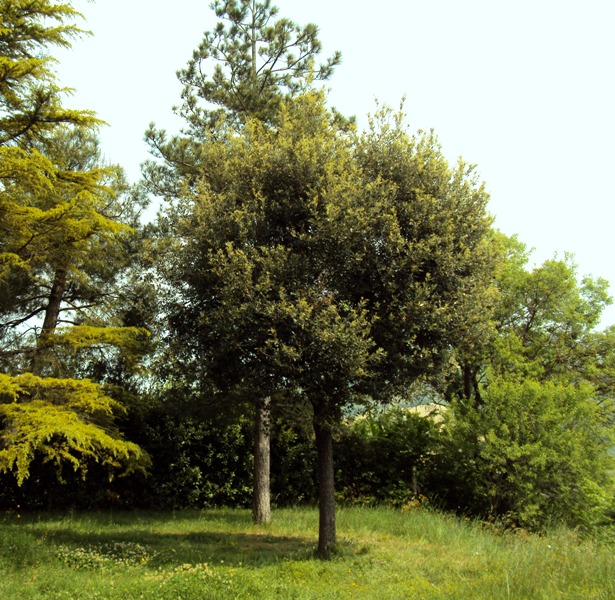 Pensavo di averle viste tutte...  tartufi in giardino!