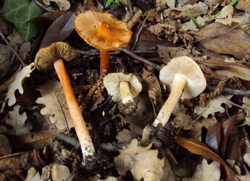 Inocybe rossastra