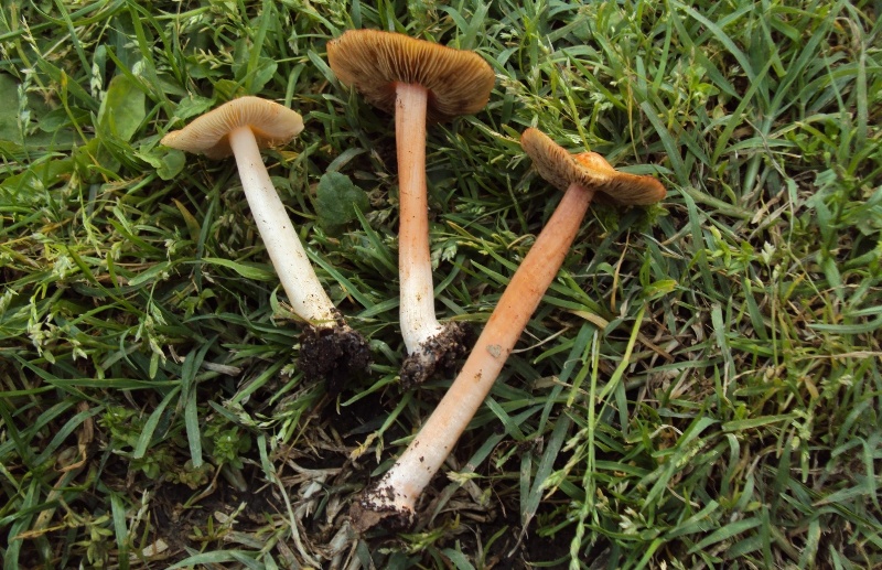Inocybe rossastra