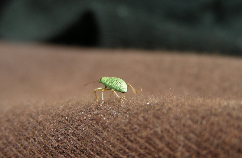 Presunto coleottero: Polydrusus formosus