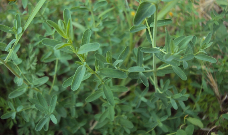 Hypericum perforatum