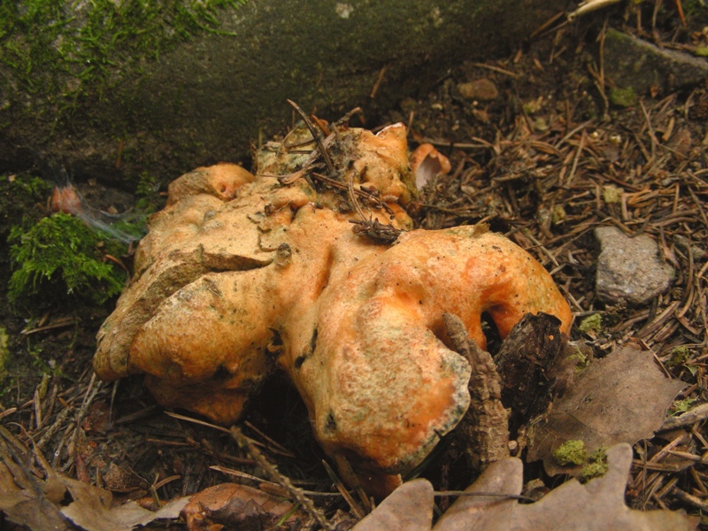 Lactarius salmonicolor parassitato da Hypomyces