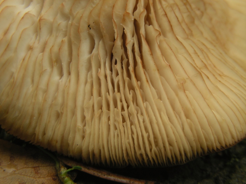 Strana Armillaria