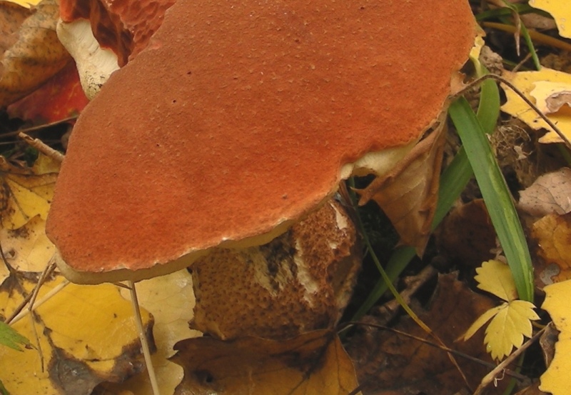 Leccinum da determinare