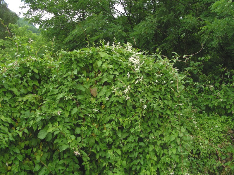 Fallopia baldschuanica (=Fallopia aubertii)