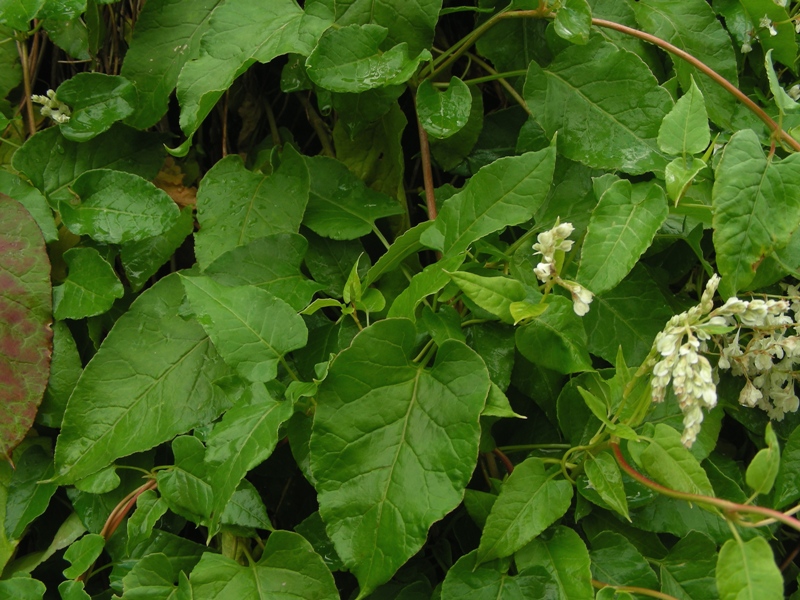 Fallopia baldschuanica (=Fallopia aubertii)