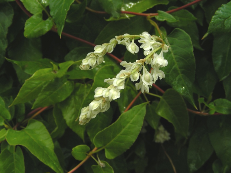 Fallopia baldschuanica (=Fallopia aubertii)