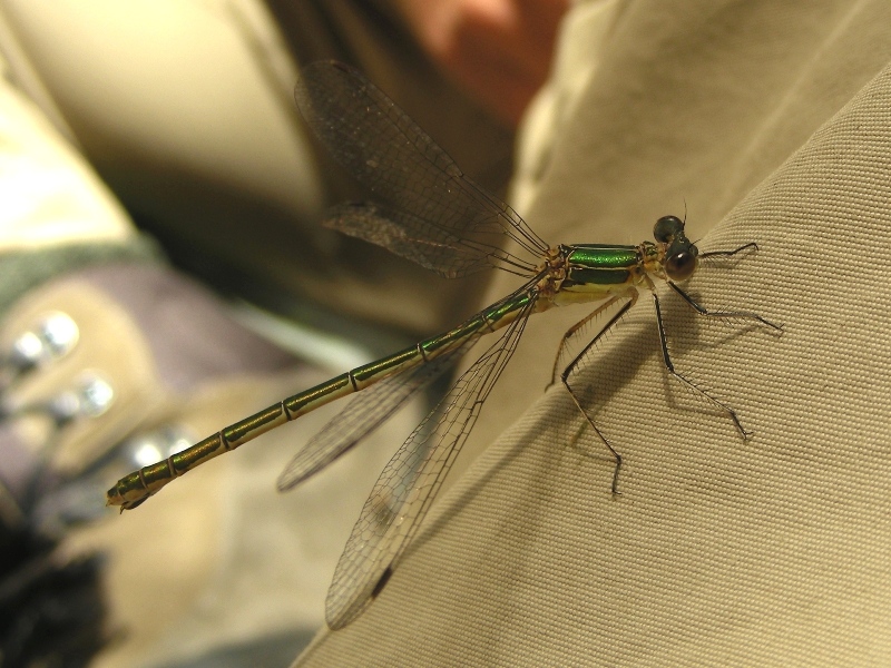 Libellula metallizzata - Lestes sponsa
