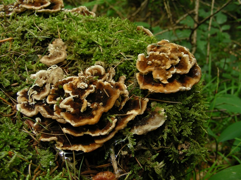 lignicolo dal trentino (Trametes versicolor)
