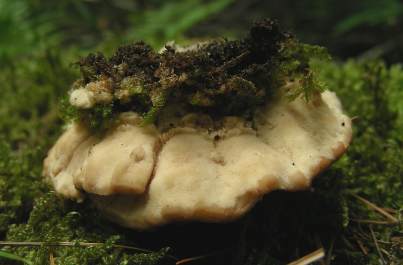 lignicolo dal trentino (Trametes versicolor)