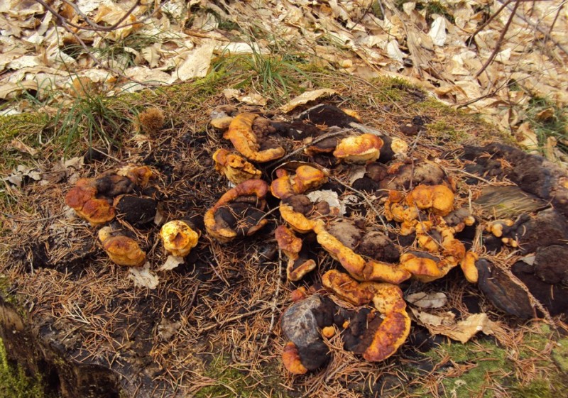 Lignicolo da determinare su conifera(Gloeophyllum odoratum )