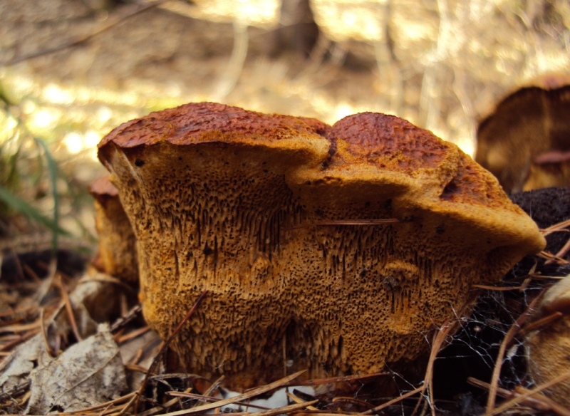 Lignicolo da determinare su conifera(Gloeophyllum odoratum )