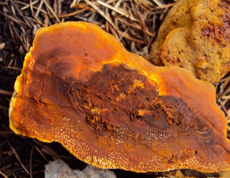 Lignicolo da determinare su conifera(Gloeophyllum odoratum )