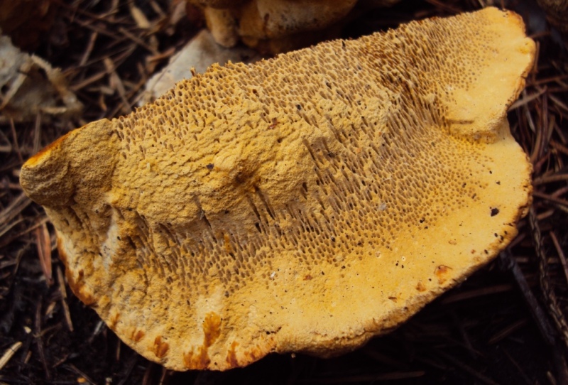 Lignicolo da determinare su conifera(Gloeophyllum odoratum )