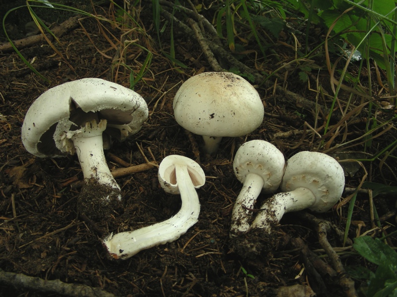 Spiagge Bianche - Fungo dunale 3