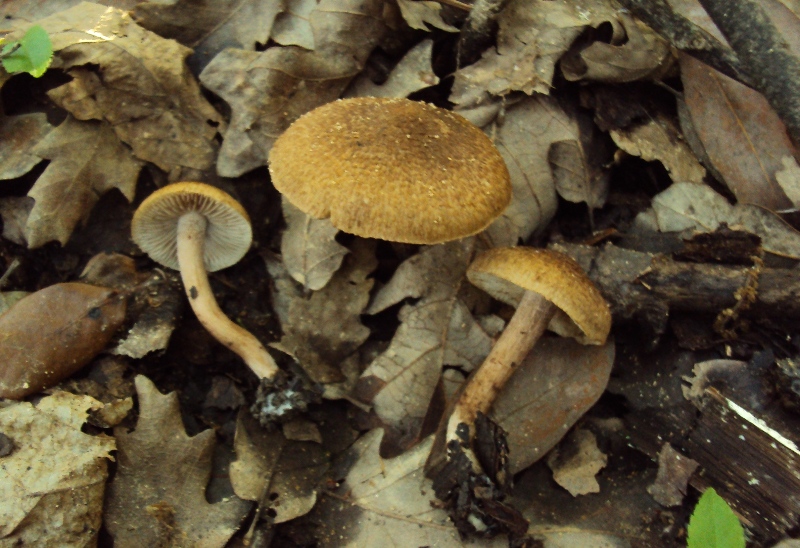 sotto quercia