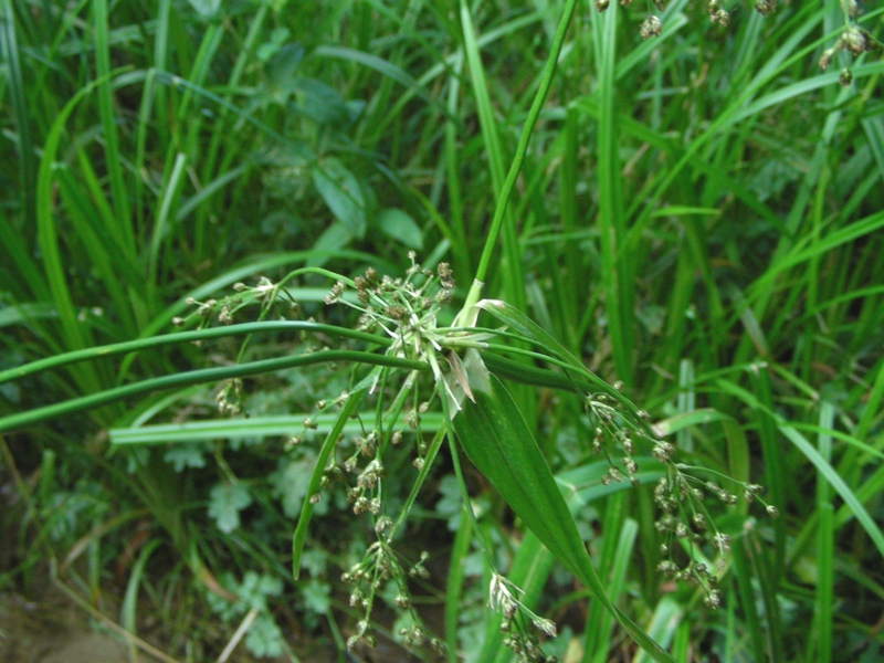 dal Trentino - Cyperus sp.