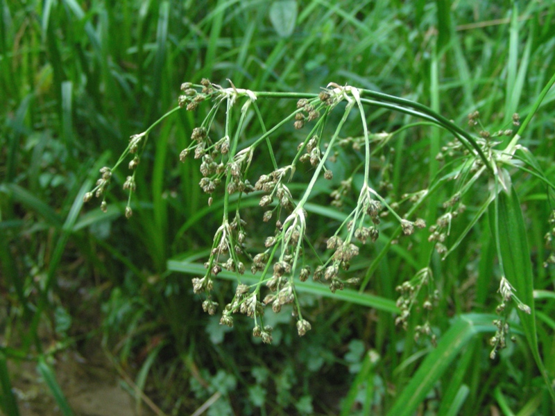 dal Trentino - Cyperus sp.