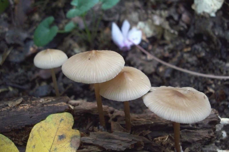Mycena da determinare