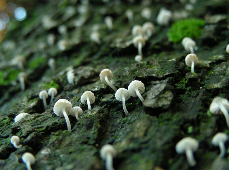 Giro nelle aiuole di medicina