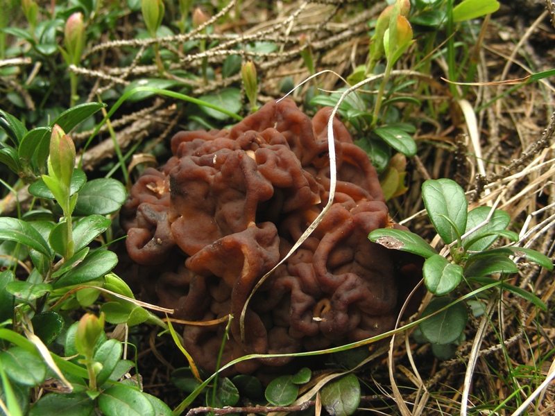 Gyromitra esculenta