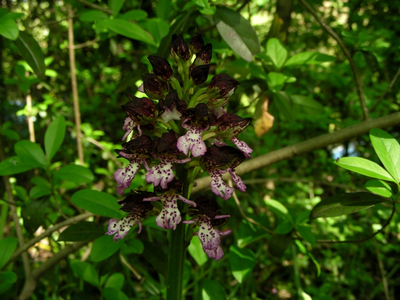 orchidee a bologna