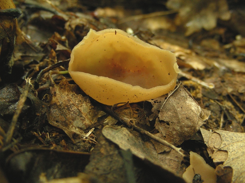 Peziza sp.