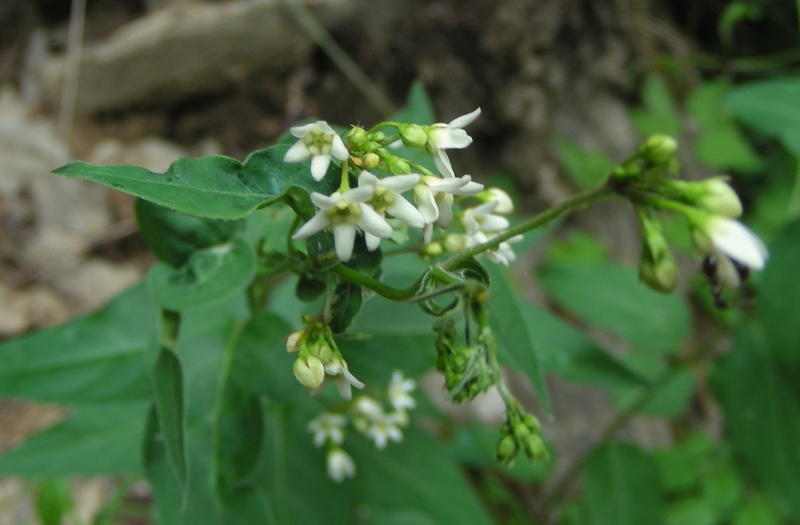 dal Trentino - Vincetoxicum hirundinaria subsp. hirundinaria