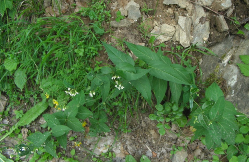 dal Trentino - Vincetoxicum hirundinaria subsp. hirundinaria