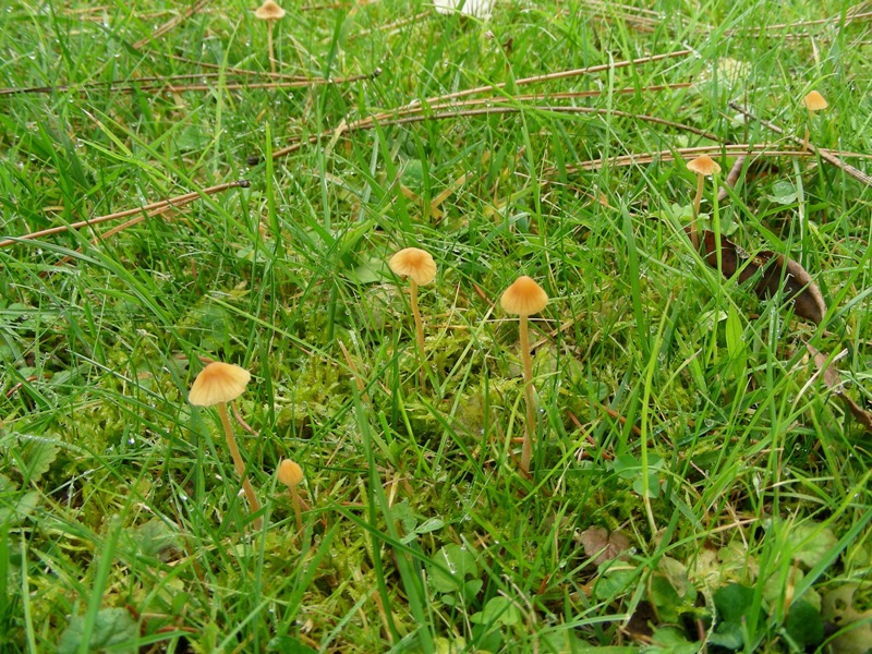 piccoli funghi
