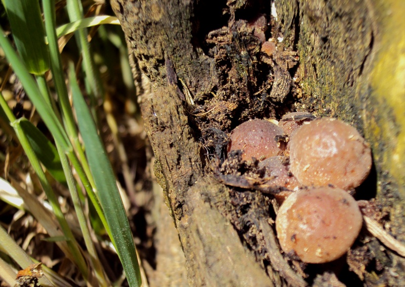 Si comincia anche a Bologna