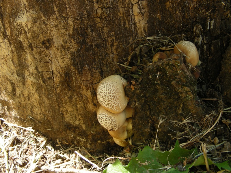 Pioppini al 9 giugno!