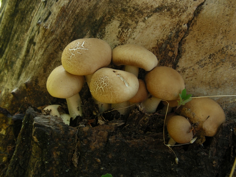 Pioppini al 9 giugno!