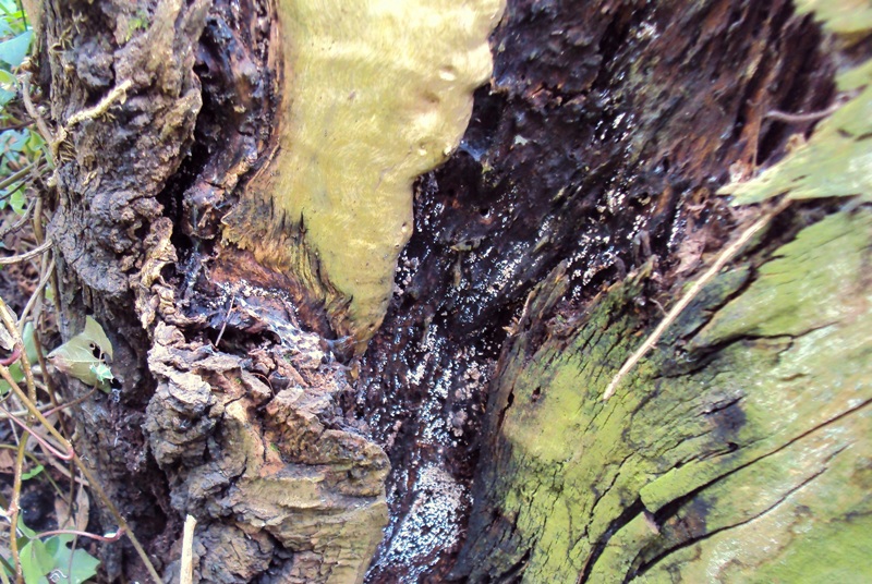 Si comincia anche a Bologna