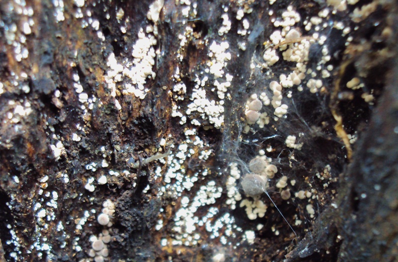 Si comincia anche a Bologna