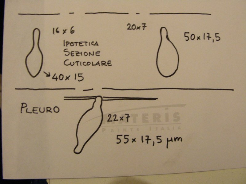 Pluteus da determinare (cfr. Pluteus depauperatus)