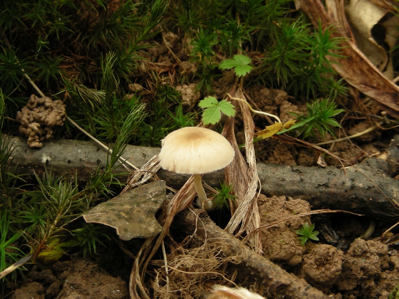 Pluteus da determinare (cfr. Pluteus depauperatus)