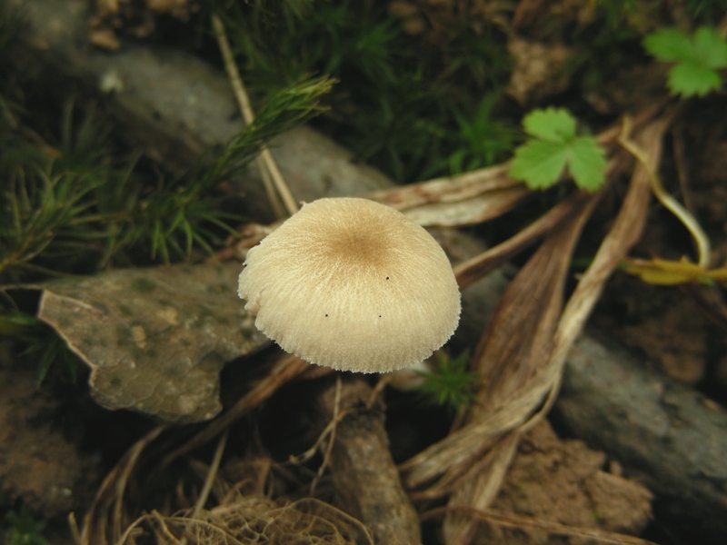 Pluteus da determinare (cfr. Pluteus depauperatus)