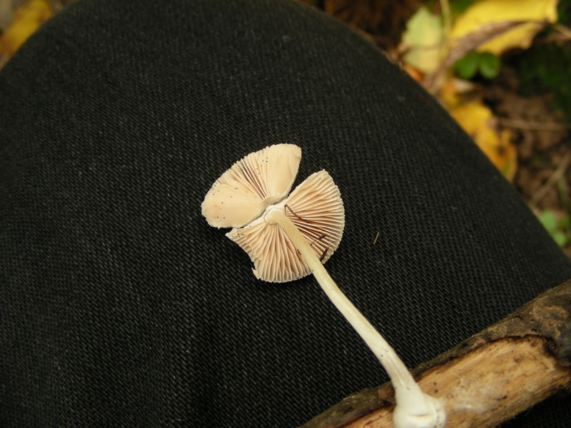 Pluteus da determinare (cfr. Pluteus depauperatus)