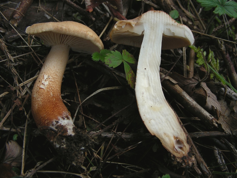 Tricholoma sp.