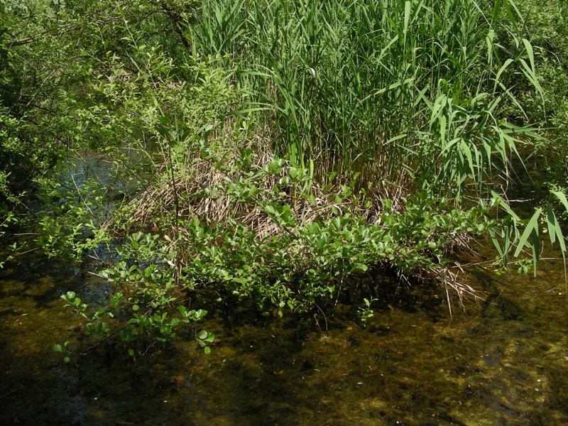 cespuglio da determinare - Alnus glutinosa