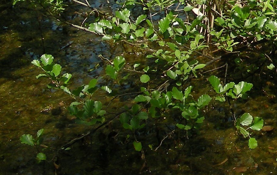 cespuglio da determinare - Alnus glutinosa
