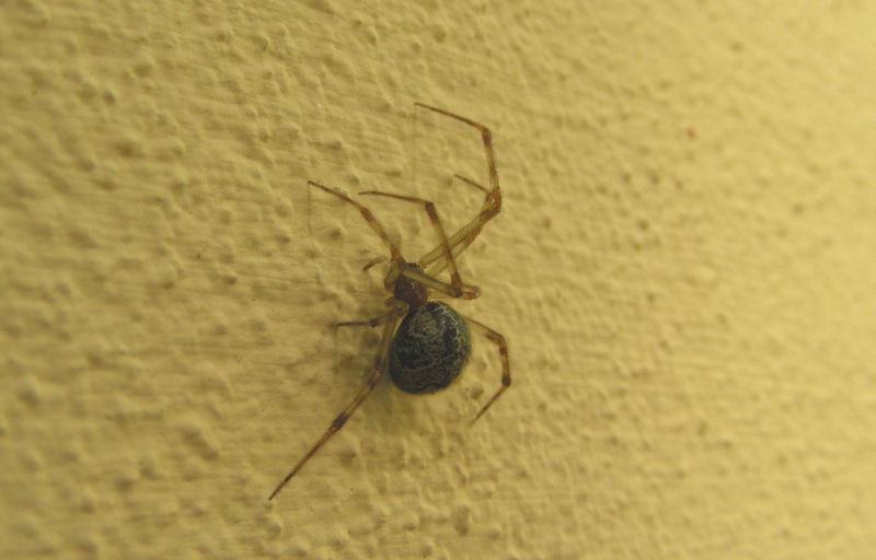 Parasteatoda sp.