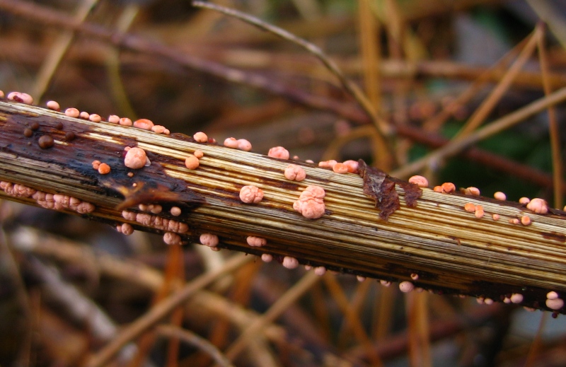 Piccole meraviglie rosa