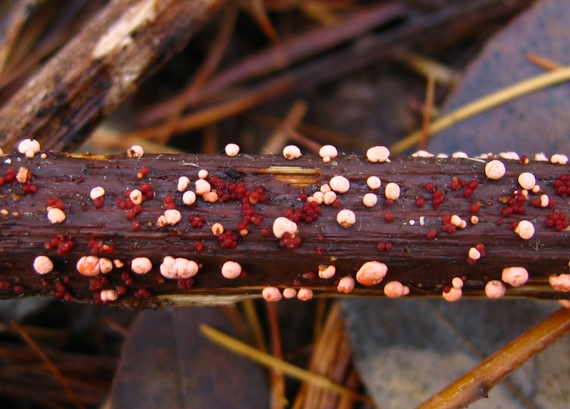 Piccole meraviglie rosa