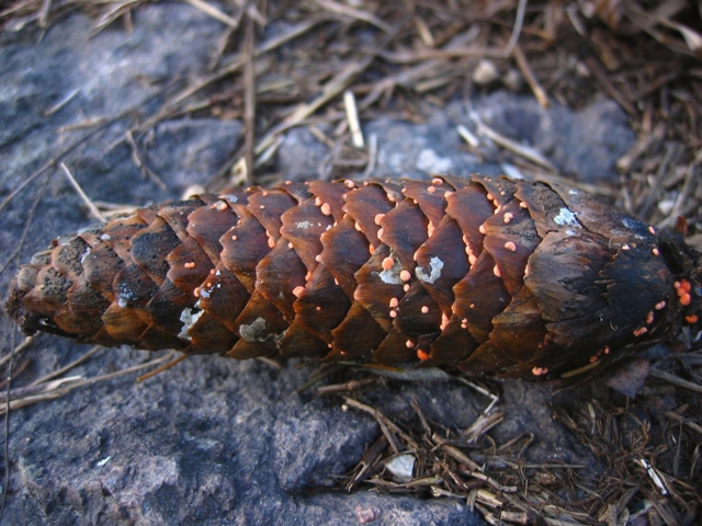 Piccole meraviglie rosa