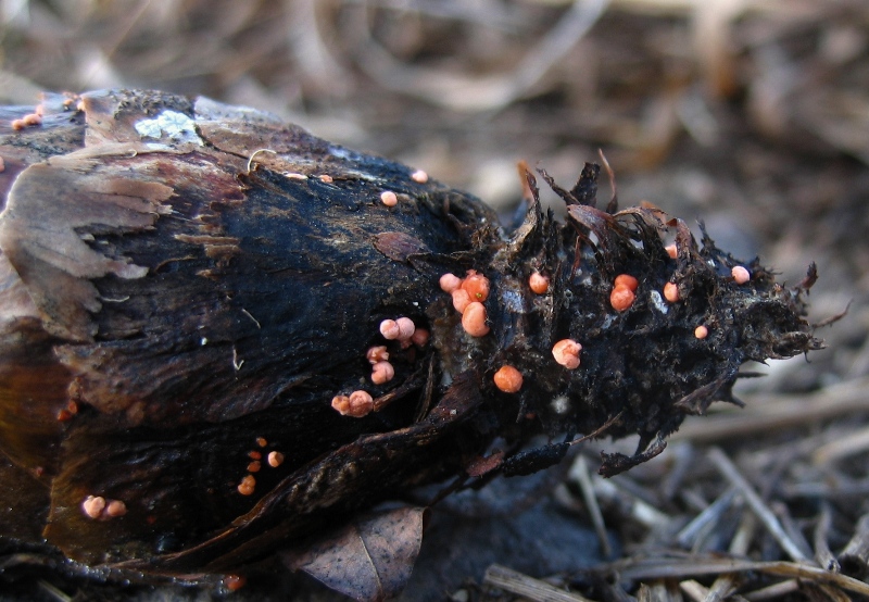 Piccole meraviglie rosa