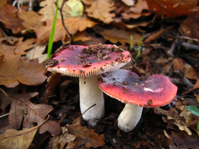 Russula sotto quercia